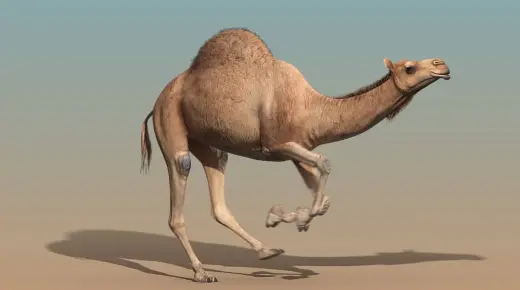 Den viktigste tolkningen av kamelens drøm følger meg av Ibn Sirin