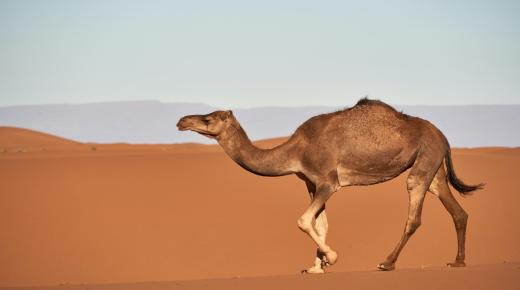 Какво је тумачење камилавог сна Ибн Сирина?
