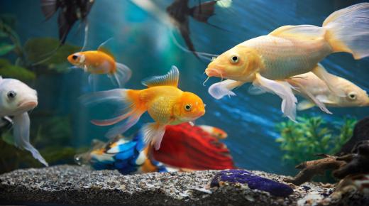Lær om tolkningen av en drøm om levende fisk ifølge Ibn Sirin