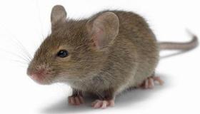 इब्न सिरिन और प्रमुख विद्वानों द्वारा चूहों के बारे में सपने की व्याख्या के बारे में जानें
