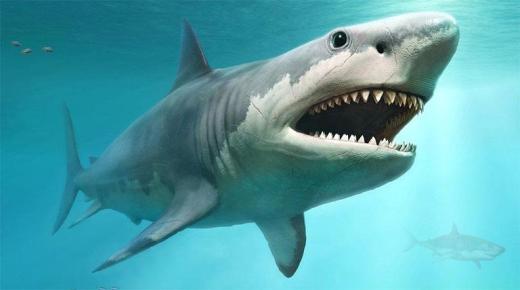 इब्न सिरिन और प्रमुख विद्वानों द्वारा शार्क के बारे में सपने की 20 सबसे महत्वपूर्ण व्याख्याएँ
