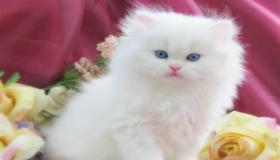 इब्न सिरिन के अनुसार एक सफेद बिल्ली के बारे में सपने की व्याख्या
