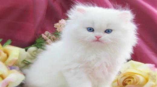 İbn Sirin'e göre beyaz bir kedi hakkındaki rüyanın yorumlanması