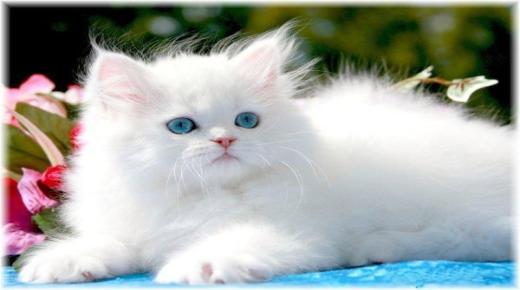 De 100 viktigste tolkningene av drømmen om den hvite katten av Ibn Sirin