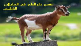 Какво је тумачење сна о кози Ибн Сирина?