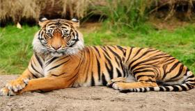 इब्न सिरिन के बाघ सपने की व्याख्या क्या है?