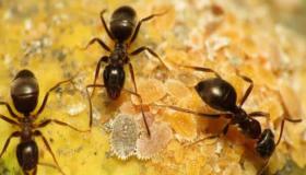 इब्न सिरिन द्वारा चींटी के सपने की व्याख्या के बारे में जानें