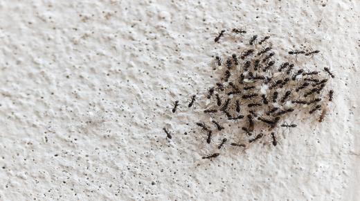 Siyah karıncalarla ilgili bir rüyanın İbn Şirin ve önde gelen yorumcular tarafından yorumlanması
