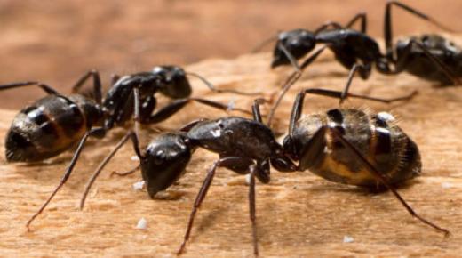 स्वप्नात अनेक मुंग्या पाहण्यासाठी इब्न सिरीनचे स्पष्टीकरण
