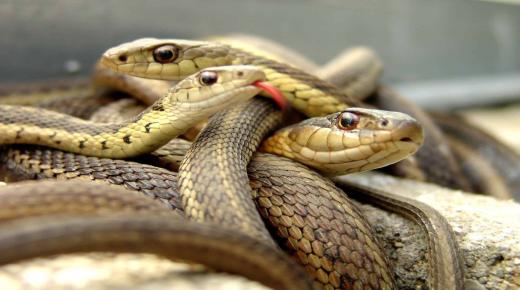 イブン・シリンによる多くのヘビについての夢の解釈