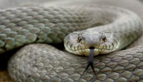 De 100 viktigste tolkningene av å se en hvit slange og drepe den i en drøm, ifølge Ibn Sirin