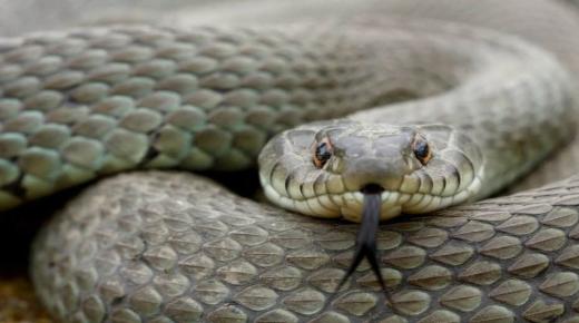 Ερμηνεία ενός ονείρου για ένα μεγάλο γκρίζο φίδι από τον Ibn Sirin