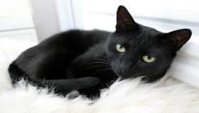 इब्न सिरीनच्या मते स्वप्नातील काळ्या मांजरीच्या स्पष्टीकरणाबद्दल जाणून घ्या
