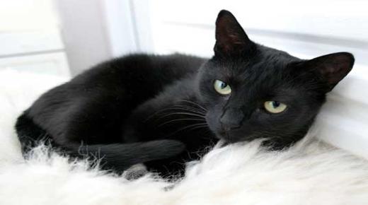 Дознајте за толкувањето на гледањето црна мачка во сон од Ибн Сирин
