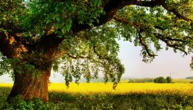 Tumačenje viđenja drveća u snu od Ibn Sirina