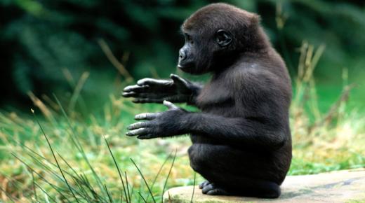 Den vigtigste 40 fortolkning af gorilladrømmen af ​​Ibn Sirin