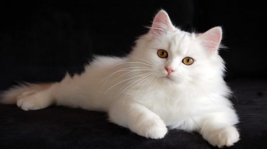 Tumačenje sna o bijeloj mački koja me juri od Ibn Sirina