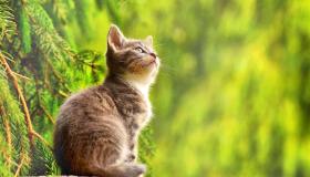 De 100 viktigste tolkningene av å se en katt i en drøm av Ibn Sirin