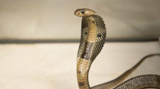 Tafsiran yang paling penting untuk melihat makan ular dalam mimpi, menurut Ibn Sirin