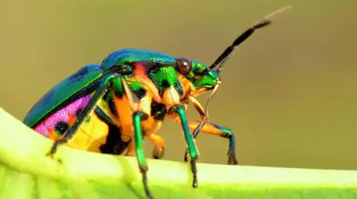 Interpretazione di un sognu nantu à un attaccu d'insetti è l'interpretazione di un sognu nantu à i picculi insetti
