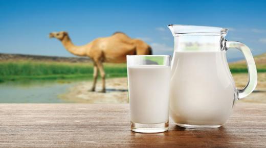 Тълкуване на пиене на камилско мляко насън от Ибн Сирин