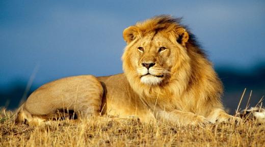 I 20 interpretazioni più impurtanti di vede un leone in un sognu da Ibn Sirin