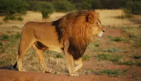 Saznajte o tumačenju vidjeti lava u snu od Ibn Sirina