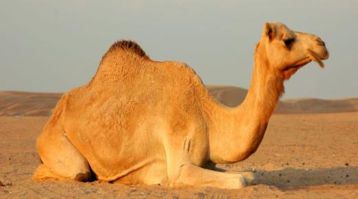 What is the interpretation of seeing a camel in a dream for single women according to Ibn Sirin?
