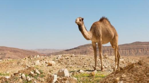 Interpreto de vidado de kamelo en sonĝo de Ibn Sirin