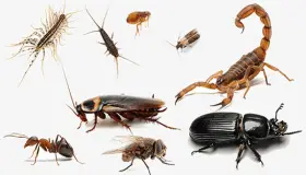 De vigtigste fortolkninger af at se insekter og kakerlakker i en drøm, ifølge Ibn Sirin