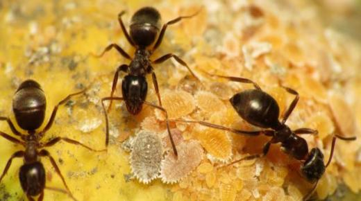 इब्न सिरिन द्वारा सपने में चींटियों को देखने की व्याख्या