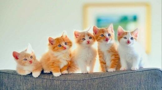 7 tolkninger for å tolke visjonen om å utvise katter fra huset i en drøm, bli kjent med dem i detalj