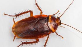 Kakerlakker ble drept i en drøm av Ibn Sirin