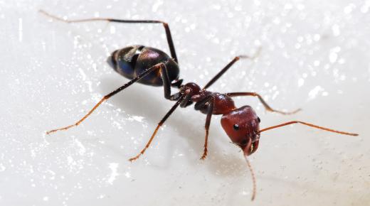 इब्न सिरिन द्वारा घर में चींटियों के सपने की व्याख्या का शब्दार्थ