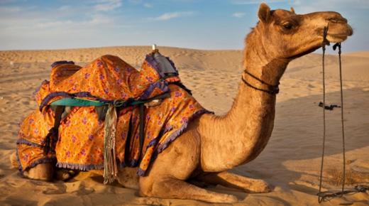Lær om tolkningen av å se en kamel i en drøm av Ibn Sirin