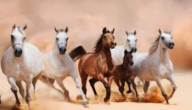 Hva er tolkningen av å se en hest i en drøm av Ibn Sirin og al-Nabulsi?