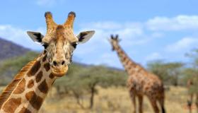 Lær om fortolkningen af ​​at se en giraf i en drøm af Ibn Sirin