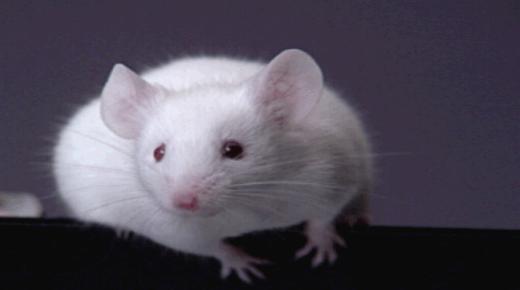 इब्न सिरिन द्वारा एक सपने में एक चूहे को देखने की व्याख्या