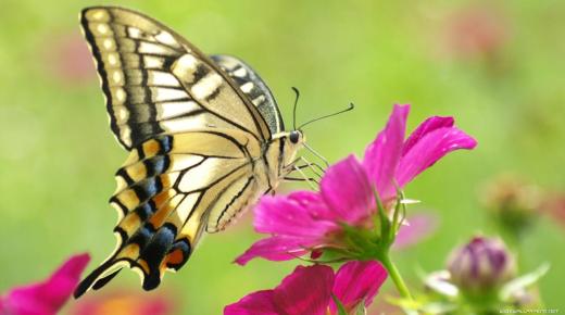 Tolkning av å se sommerfugler i en drøm av Ibn Sirin