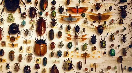 Tolkning av å se insekter i en drøm av Ibn Sirin
