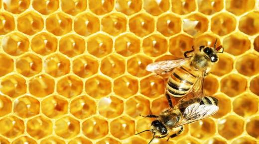 Lær tolkningen av å se bier i en drøm av Ibn Sirin