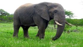 इब्न सिरिन द्वारा एक सपने में हाथी की व्याख्या के बारे में जानें