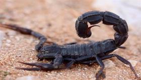 Ukuhunyushwa kwe-scorpion ephusheni ngu-Ibn Sirin kanye nezazi eziphezulu