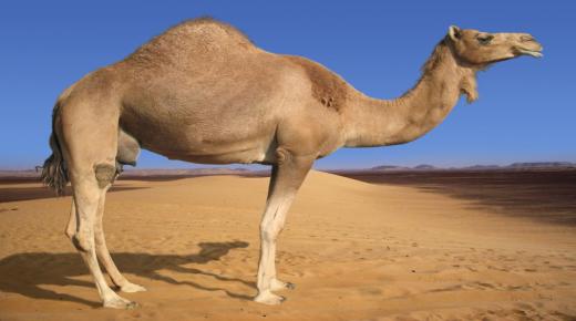 Hvad er fortolkningen af ​​at se kameler i en drøm af Ibn Sirin og de førende kommentatorer?