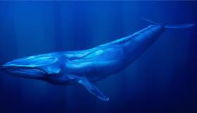 Interpretazione di vede una balena in un sognu da Ibn Sirin è Imam Al-Sadiq
