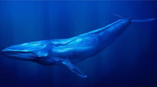 Ibn Sirin ၏အဆိုအရ ဝေလငါးတစ်ကောင်အကြောင်း အိပ်မက်၏အဓိပ္ပာယ်ကို လေ့လာပါ။