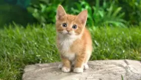 Rüyada kedi görmenin en önemli yorumlarını İbn Şirin'den öğrenin