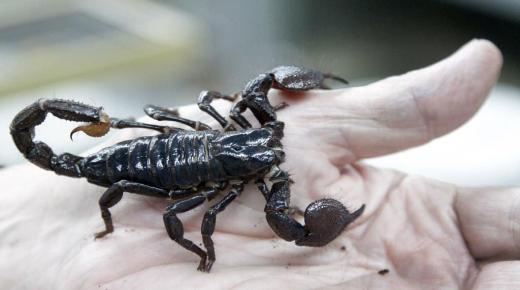 Saznajte više o tumačenju štipa škorpiona u snu od strane Ibn Sirina