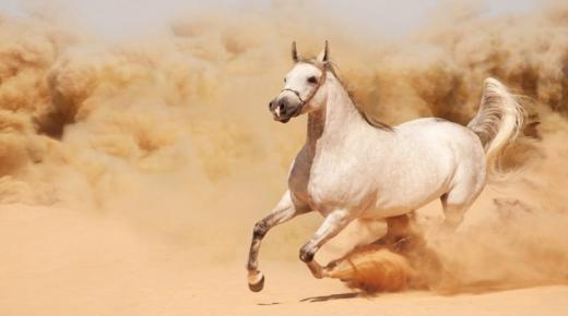 Tumačenje tjeranja konja u snu od Ibn Sirina