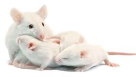 Lær mer om tolkningen av en drøm om en hvit mus ifølge Ibn Sirin